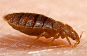 Вред от клопов, тараканов и других паразитов для человека