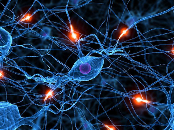 Что из себя представляет моторный нейрон?