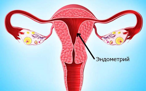Что такое эндометрий и его нормы