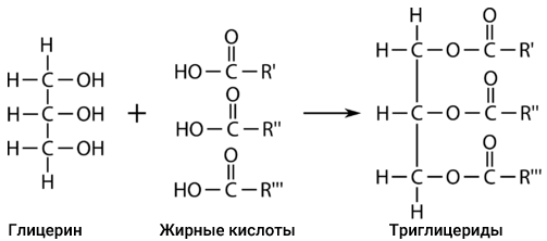 Что такое триглицериды?