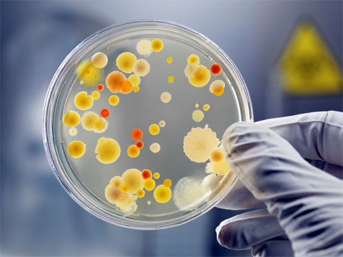 Бактериологическая флора человеческого организма и её изучение