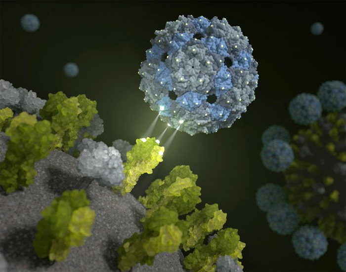 Капсид фагов блокирует вирусы гриппа