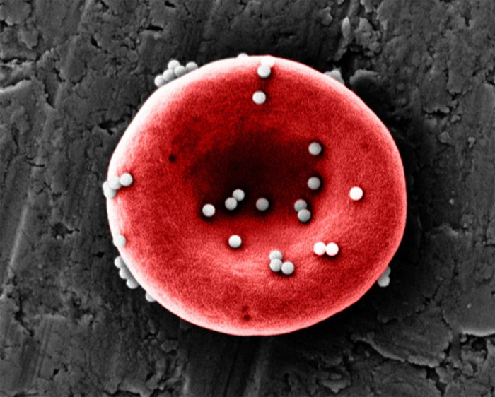 Использование красных кровяных телец для создания целевых иммунных ответов