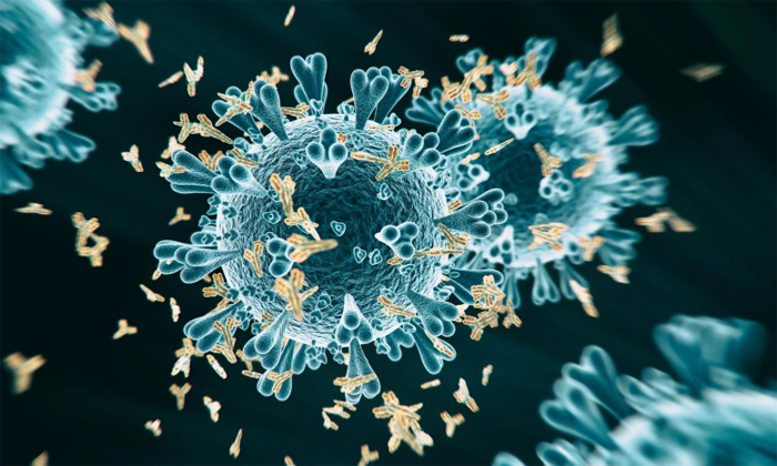 «Сверхмощные» антитела против вариантов COVID-19, выделенные в Медицинском центре Университета Вандербильта