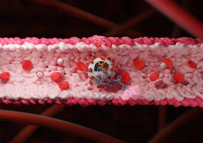 Белки коронавируса повреждающие кровеносные сосуды