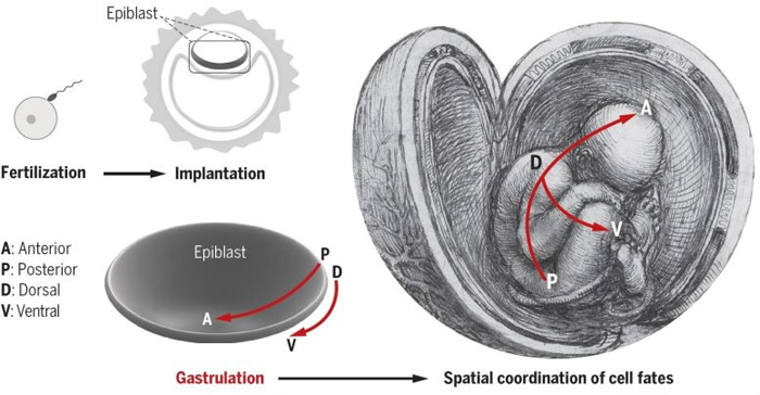 Как человеческий эмбрион приобретает пространственную координацию посредством гаструляции