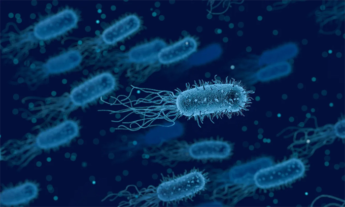 Klebsiella pneumoniae