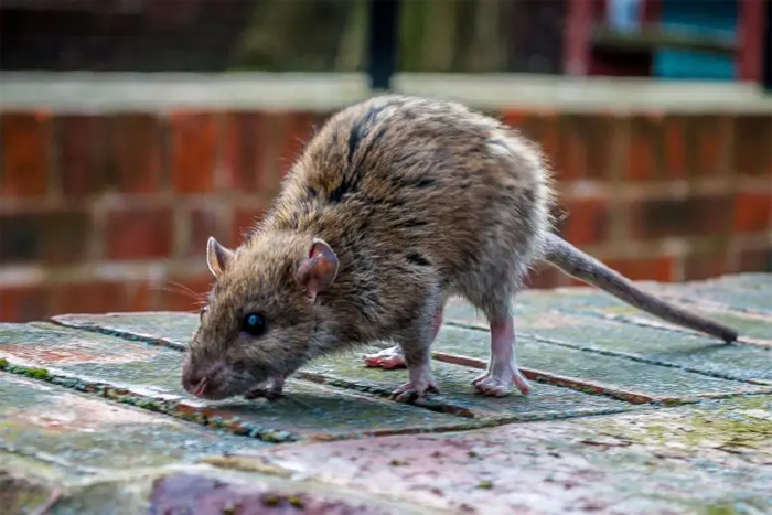 Крысы переносят вирус COVID-19
