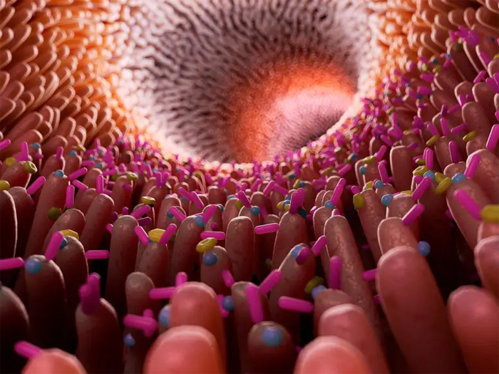 Иллюстрация микробиома кишечника человека